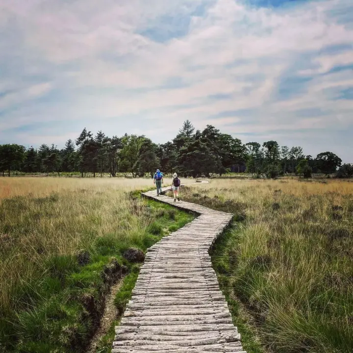 Vlonderpad door de natuur in de Peel